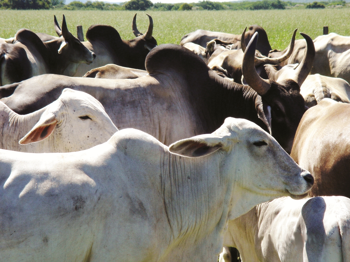 PECUÁRIA DE CORTE ][ Bahia Farm Show realiza leilão de gado na edição 2026